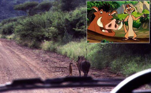 CupOfGood  -Timon and Pumba