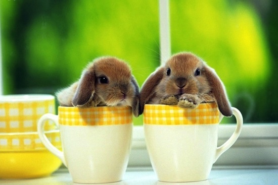CupOfGood - Bunnies in Cups