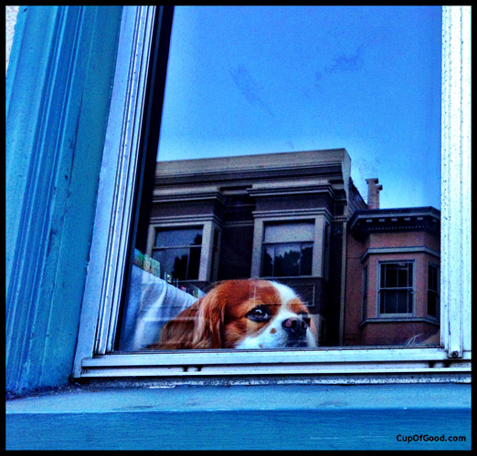 CupOfGood - Puppy in San Francisco