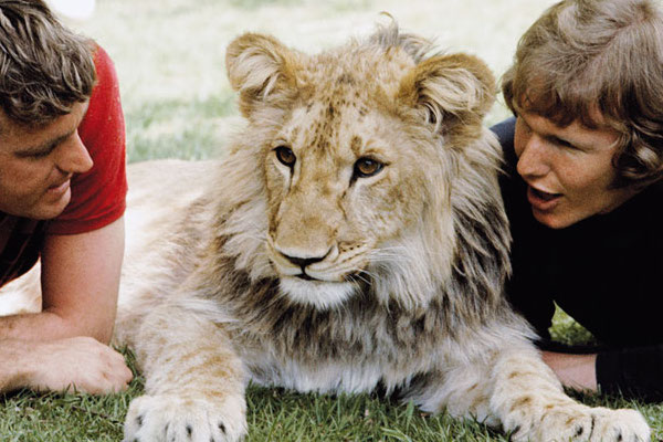Christian the Lion