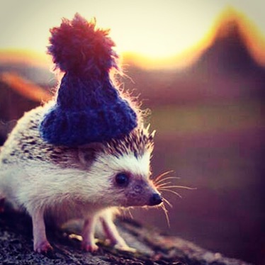 A hedgehog’s hat