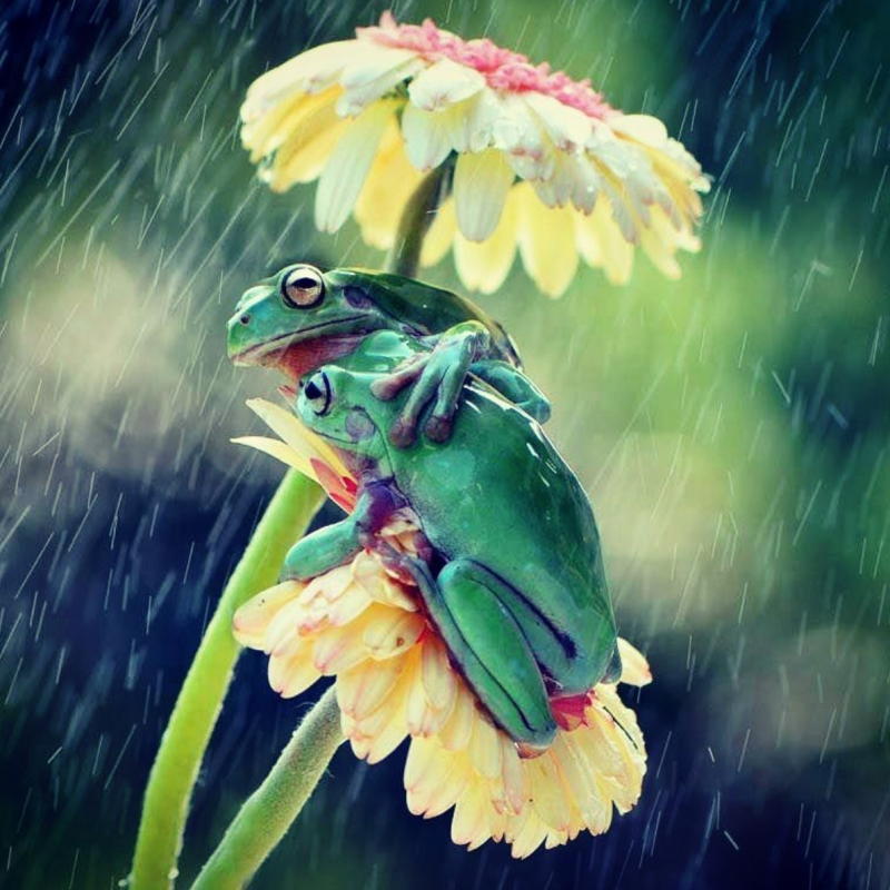 Flower frogs