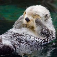 Sea Otters!